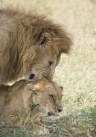 Mating African Lions photo