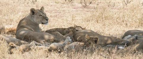 Resting Pride of Lions photo