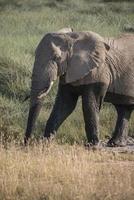 elefante africano fangoso foto