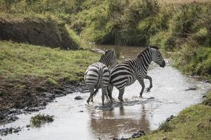 Zebras in Stream, Ngorongoro photo