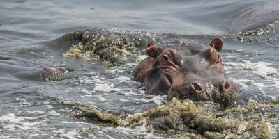 Hippo Roiling Water