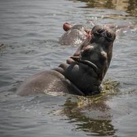 Hippo with Head in Air