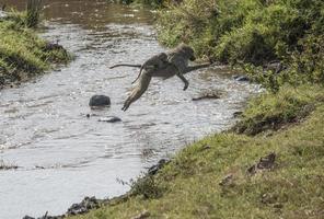 Baboon with Baby Jumping Stream photo