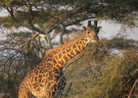 Giraffe in Tanzania photo