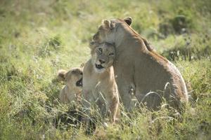 African Lion Family photo