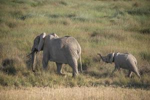 Elephant Mama and Baby photo