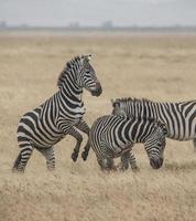 Fighting Zebras, Ngorongoro photo