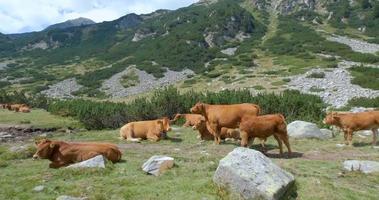 vaches dans les montagnes video