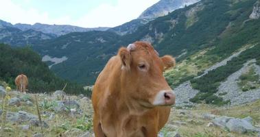 vache dans les montagnes