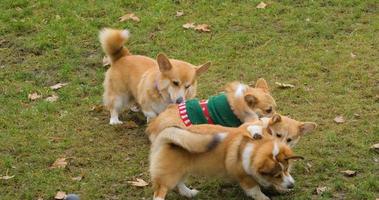 les chiens corgi jouent sur l'herbe video