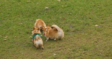 Corgi dogs play on the grass video
