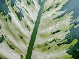 Close up macro landscape texture of green leaf vein for background necessity photo