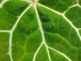 Close up macro landscape texture of green leaf vein for background necessity photo