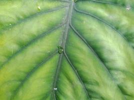 Close up macro landscape texture of green leaf vein for background necessity photo