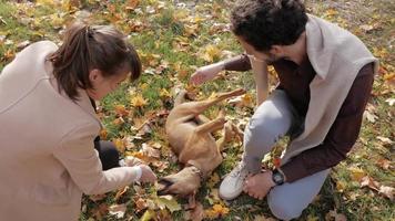 duas pessoas brincam com o cachorro no parque outono