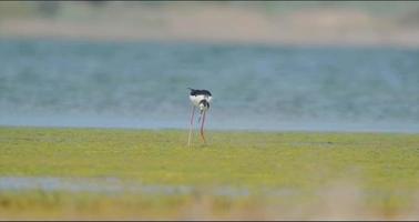 Black-winged stilt bird walk in the pond video