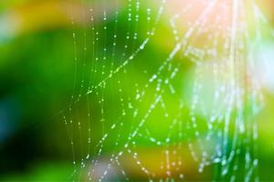 Telaraña abstracta borrosa o telaraña verde natural con gota de lluvia foto