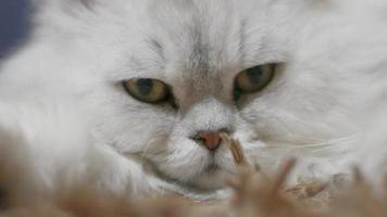 Close up portrait of cute white cat video