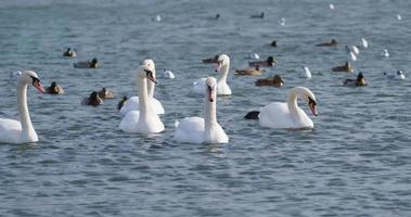 Nahaufnahme von schönen weißen Schwänen im Teich video