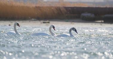close-up de lindos cisnes brancos na lagoa