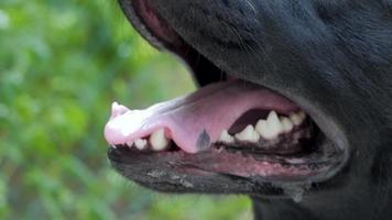close-up portret van blavk dog video