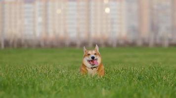 perro corgi corre en la hierba video