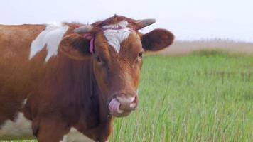 Cow grazes in the meadow video