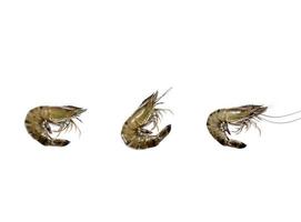 Giant  Shrimp freshwater prawn Fresh  isolated on white background. photo