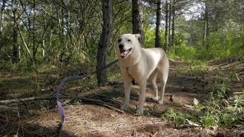 Funny white russian laika dog in the forest