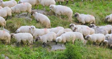 moutons dans les champs video