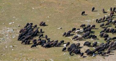 moutons dans le domaine video