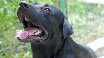 Porträt des schwarzen Hundes video
