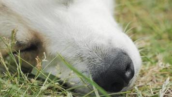 close-up van slapende hond video