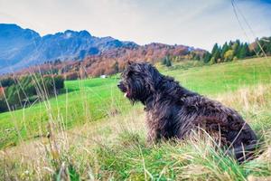 A Bergamo sheepdog controls the flock photo