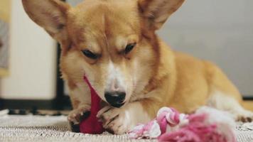 Cute Dog Plays with Toy video