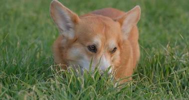 cachorro fofo na grama verde video