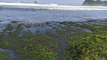 Hierba verde y corales en la playa en un día soleado foto