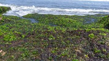 coral and grass on the beach in sunny day photo