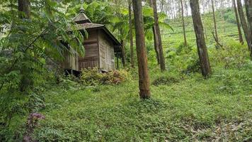 casa vieja en el bosque foto