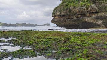 grass and corals on the beach in sunny day photo