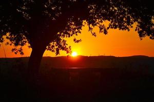silueta de un árbol con la puesta de sol brillante detrás del horizonte foto