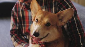 Funny corgi dog having good time with owner video