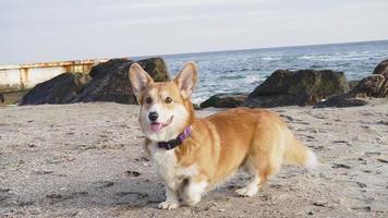 grappige corgi-hond in de buurt van de zee