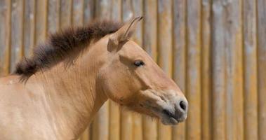 gros plan de cheval sauvage dans le zoo video