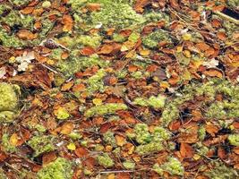 Green algae and fallen autumn leaves on a pond surface photo