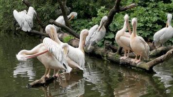 Group of Pelicans Sitting on The Tree Near River video