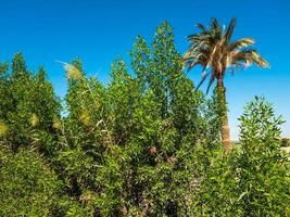 palm trees on the beach photo