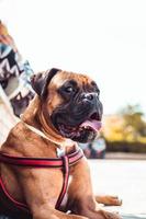 Boxer dog lying down and looking at camera, in a park photo