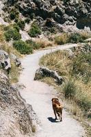 Boxer dog walking in the mountain. Cahorros, Granada, Spain