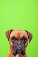 Retrato de lindo perro boxer sobre fondos coloridos, verde, espacio de copia foto